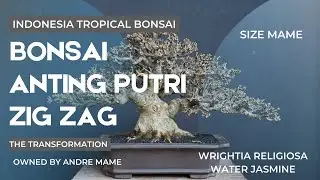 Proses Transformasi bonsai mame anting putri 