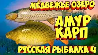 русская рыбалка 4 - Карп Амур Медвежье озеро - рр4 фарм Алексей Майоров russian fishing 4