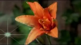 мелодия любви Елена Соболевская