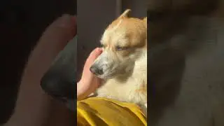 Собачья жизнь🤍