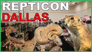 Prairie Dogs and Pythons - Repticon Dallas (August 2021) 🐍