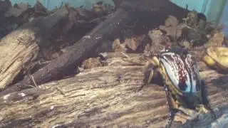 Жук-Голиаф ( Goliathus goliatus)