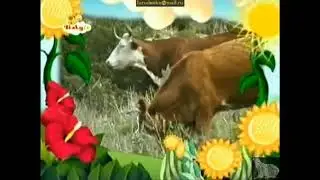 BabyTV The Amazing World (2006) Cows And Bulls 2