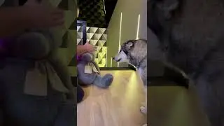 ДРЕССИРОВКА СОБАКИ 😈 Приколы с Животными