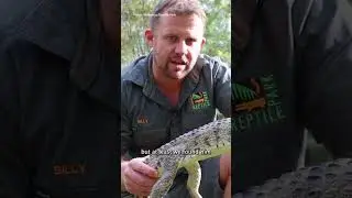 Freshwater croc found in backyard of NSW home
