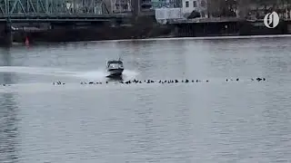 Video shows boat charging sea lions on Columbia River; authorities reportedly investigating