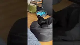 Вымещаем злость на уточке 🦆 