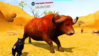 The Wolf - Wild Buffalo Champion In Featured Savannah Valley 🏆