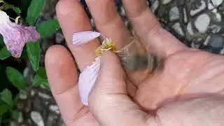 Macroglossum stellatarum Vs Oenothera speciosa