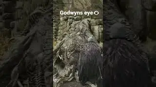 Godwyns eye inside of death root