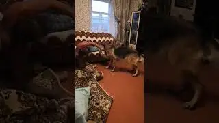 Бардак устроили! Подушку порвали!