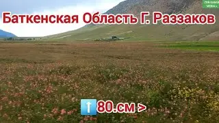 Баткенская область Г. Раззаков Туя Яйлов