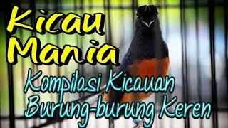Kicau Mania, Kompilasi Kicauan Burung-burung Keren (2)
