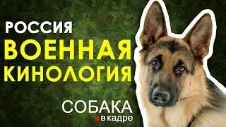 Военная кинология. Россия.