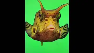 Trump Green Screen Long Horn Cow Fish Animation