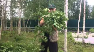Березовые веники надо заготовить правильно!