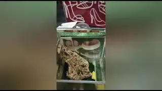 Муравьи путешественники