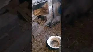 Где моя большая ложка?!
