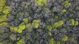 Весенний лес. Красносвободное DJI 0038