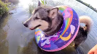 УЧИМ ХАСКИ ПЛАВАТЬ / собаки в речке