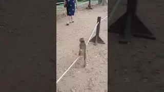 Temple monkey(2)