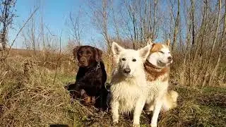 Walk the Pack, Pack the walk
