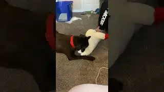 Hercules playing with lamb chop Part 2