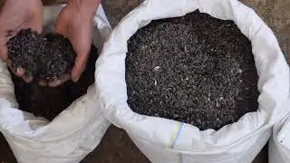Очистка семян подсолнечника сепаратором АСМ-5, безрешетный сепаратор