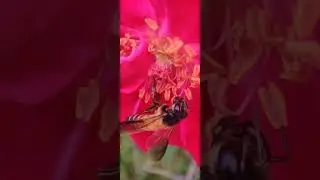 mobile macro photography tips and tricks | best mobile macro photography