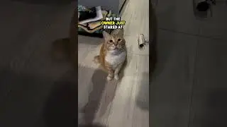 This Cat named Chunk wanted a Treat 😍😂