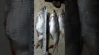 вот такую мы ловим рыбку сейчас а не сказки