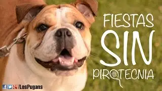 CAMPAÑA VIRAL: FIESTAS SIN PIROTECNIA x NUESTRAS MASCOTAS