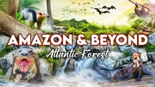 Zoo Tours: Zoo Miami's Amazon & Beyond |  PART THREE