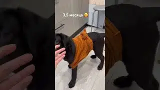 Красотка 😍 