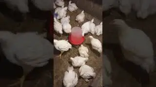 Бройлерам 1 месяц.