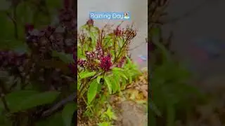 Raining Day Facebook Reels & WhatsApp Status 
