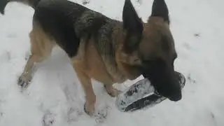 Снежный парк! Берта непослушная! Барон выдержанный пацан!