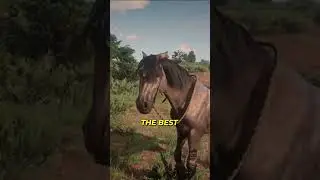 The Best Role Horse in Red Dead Online...