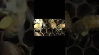 Yep, Honeybees Make Honey ... and Bread 🐝 🍞 | #DeepLook #Shorts