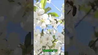 Жуда кучли хикмат