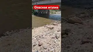 Опасная Игуана, 