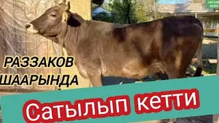 Раззаков Шаарында Швет Порода Мал САТЫЛДЫ