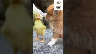 КРАСАВЧИКИ МАШААЛЛАХ