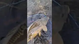 Рибалки оцінять.#2022  #karpfishing #shorts