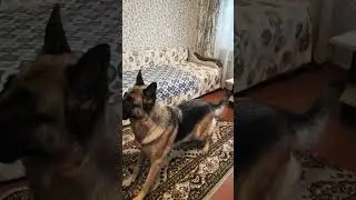 Дрессировка собак: сидеть, стоять, лежать, Берта