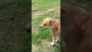 Симбиоз в нашем фундуковом саду.