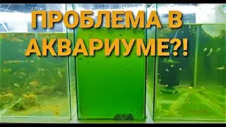 Зацвел аквариум и помутнел? Не проблема! Причина и выход очень просто!