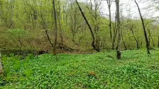 Listen to the Sounds of Nature to Relax in the Spring Forest - Birdsong 10 hours