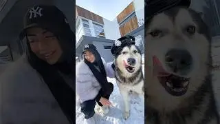 ХАСКИ В ТРЕНДЕ 😈😎