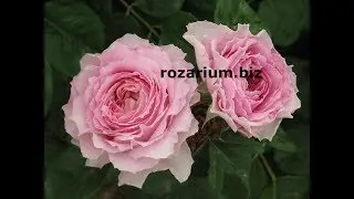 роза айсфогель, питомник роз полины козловой, rozarium.biz